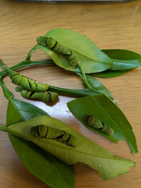 アゲハチョウ 終齢幼虫 5匹 昆虫観察 蝶の羽化 幼虫→サナギ→蝶 夏休み自由研究 課題発表