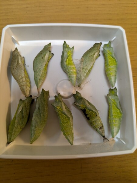 アゲハチョウ サナギ 10個 小学生 理科 蝶の観察 昆虫大好き 夏休み自由研究 課題発表