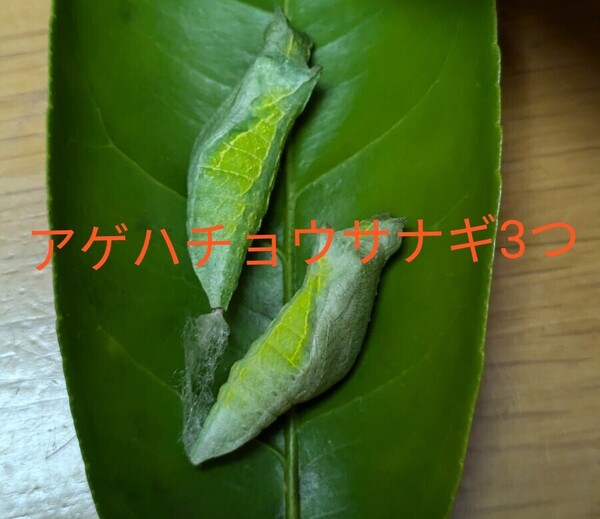 アゲハチョウ サナギ 3つ 蝶の羽化を観察しませんか? 昆虫大好き 昆虫観察 蝶の観察 夏休み自由研究