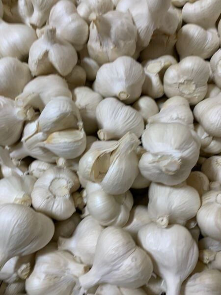にんにく 青森 ニンニク ホワイト六片種にんにく 国産にんにく 家庭用にんにく3キロ Mサイズ ネット入り 1片欠けにんにく 多片