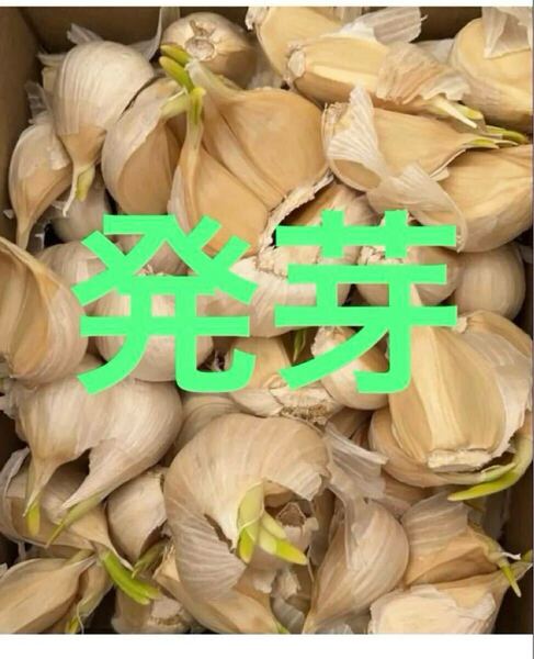 バラにんにく1キロ 青森県産にんにく 大小粒混合 国産にんにく 青森県 にんにく ホワイト六片種にんにく 発芽にんにく