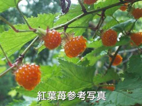 ★★紅葉苺抜き苗3株★★最高峰の木苺 絶品極旨木いちご