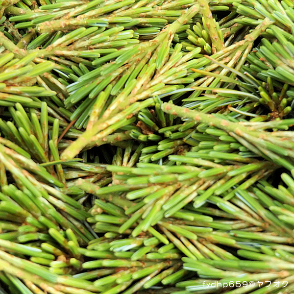 送料無料ネ「 ゴヨウマツ 新芽 若芽 約300g 無添加 」無農薬 限定品 国産 山菜 青汁 野菜 デトックス 漢方 薬草 入浴剤 芳香剤 松葉 茶 松