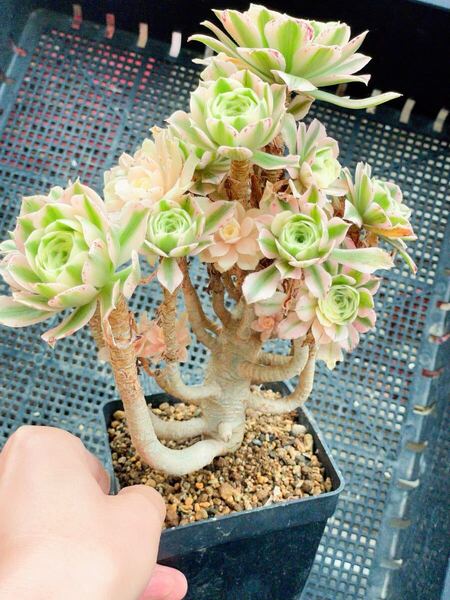 多肉植物 匿名発送 アエオニウム属 マイバッハ Aeonium 'Maybach 多肉植物 抜き苗