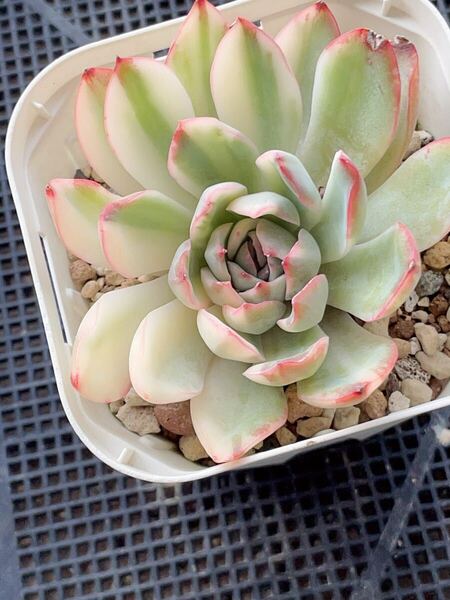 多肉植物 匿名発送 多肉植物 エケベリア 苗のみ発送 エイプス錦 美斑入り 容器ごと発送
