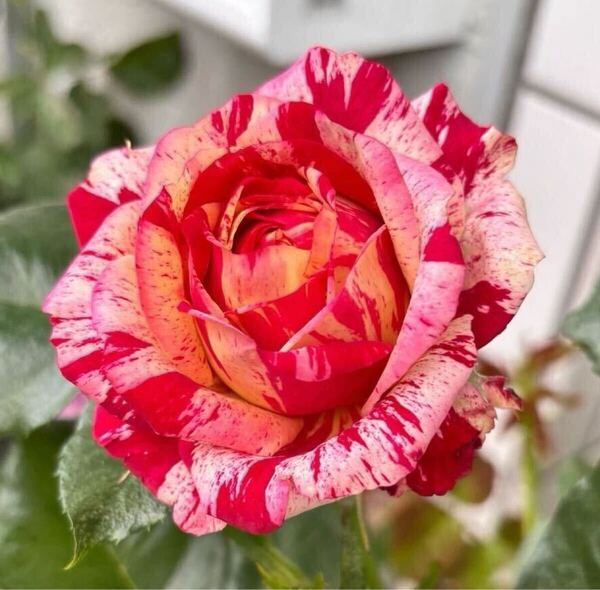 ◯送料無料●お庭整理●バラ苗 アローフォリーズ 中輪 四季咲き 赤 白 絞り レッド 薔薇 バラ 挿し木 さし木 苗