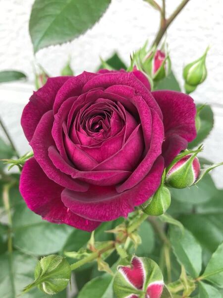 ◯送料無料●お庭整理●バラ苗 エブタイド 四季咲き 中輪 強香 薔薇 バラ 挿し木 さし木 苗