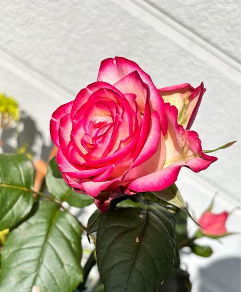 ◯送料無料●お庭整理●バラ苗 カルーセル 白 ピンク 赤 中輪 四季咲き 薔薇 バラ 挿し木 さし木 苗