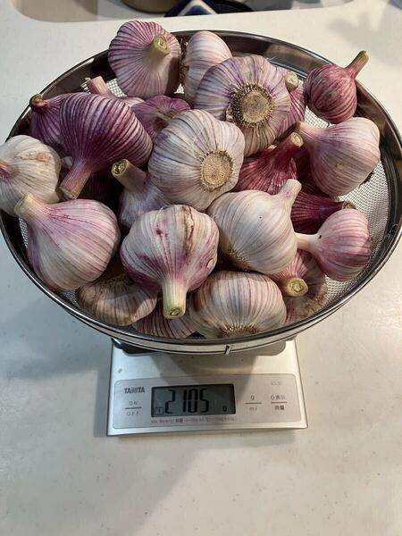 生にんにく 約2kg 千葉県産 無農薬 有機栽培