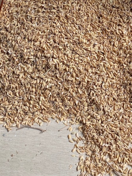 ☆籾殻 もみがら 1.5Kg 土壌改良 有機マルチ 80サイズ ③