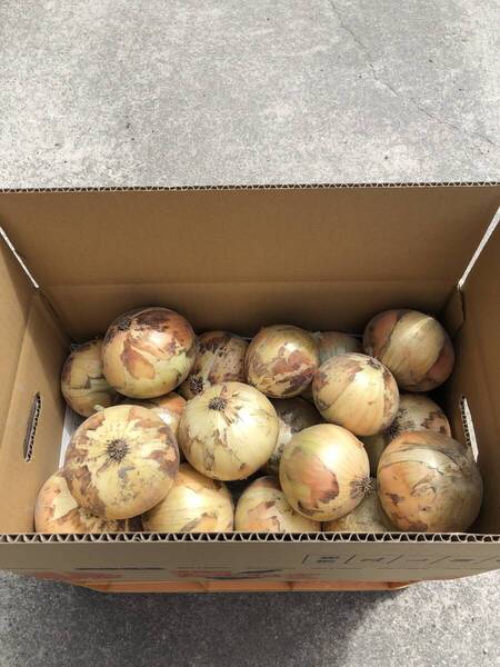 淡路島産 玉ねぎ 七宝 5キロ ①