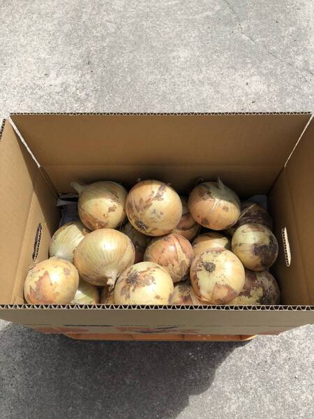 淡路島産 玉ねぎ 七宝 5キロ ③