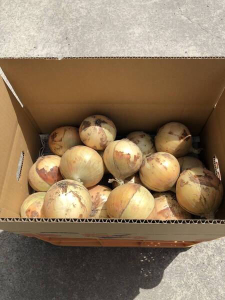 淡路島産 玉ねぎ 七宝 5キロ ④
