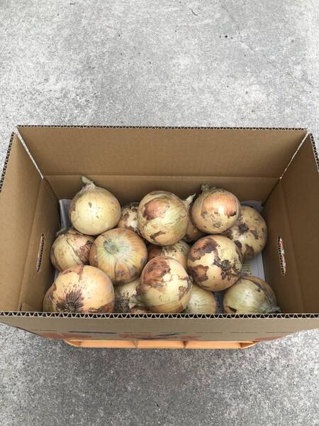 淡路島産 玉ねぎ 七宝 5キロ ⑤
