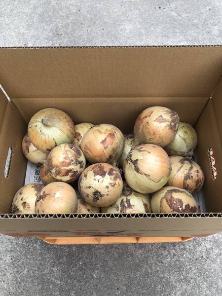 淡路島産 玉ねぎ 七宝 5キロ ⑦