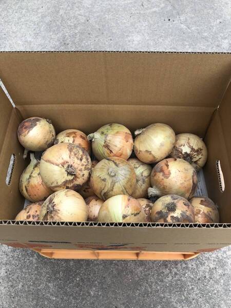淡路島産 玉ねぎ 七宝 5キロ ⑨