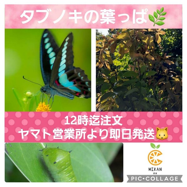 タブノキ 枝付き葉っぱ アオスジアゲハ幼虫の餌