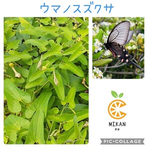 ウマノスズクサ 枝葉30枚 ジャコウアゲハ幼虫 餌