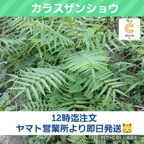 カラスザンショウ 枝付き葉っぱ アゲハチョウ幼虫の餌 80