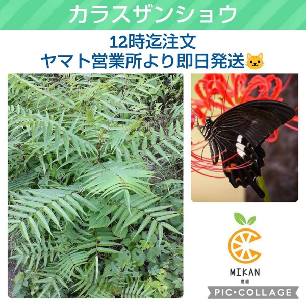 カラスザンショウ 枝付き葉っぱ アゲハチョウ幼虫の餌 50