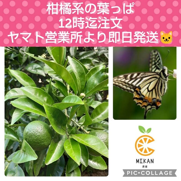 柑橘系 枝付き葉っぱ 150枚 アゲハチョウ幼虫の餌