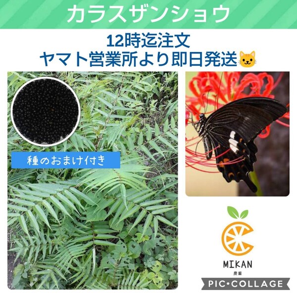 カラスザンショウ 枝付葉っぱ 200枚 種30粒 (沈水検査済)