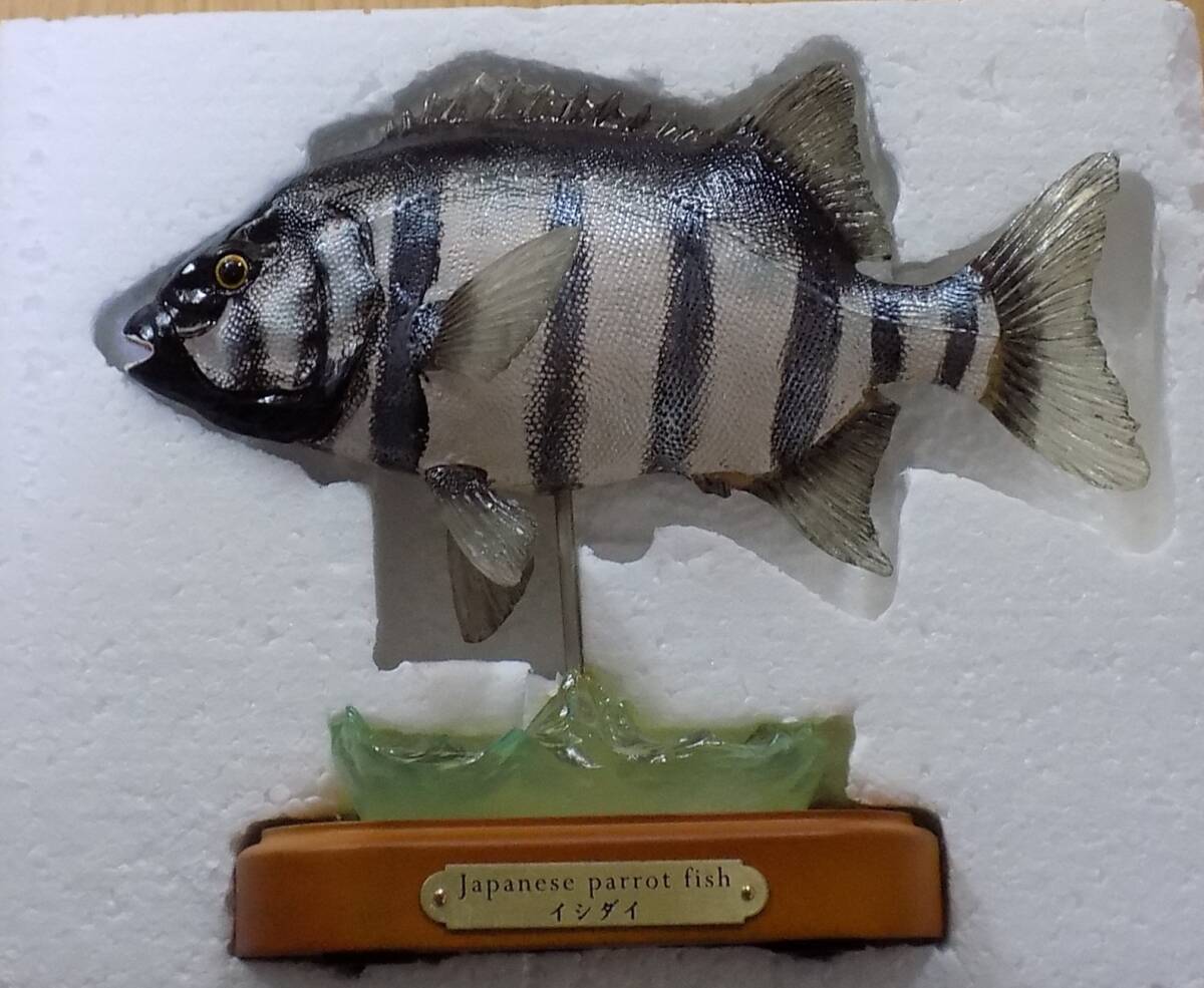 魚の剥製 魚剥製 天然あまご29.5㎝