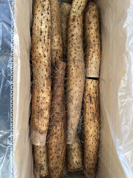 北海道産 訳あり長芋 5kg