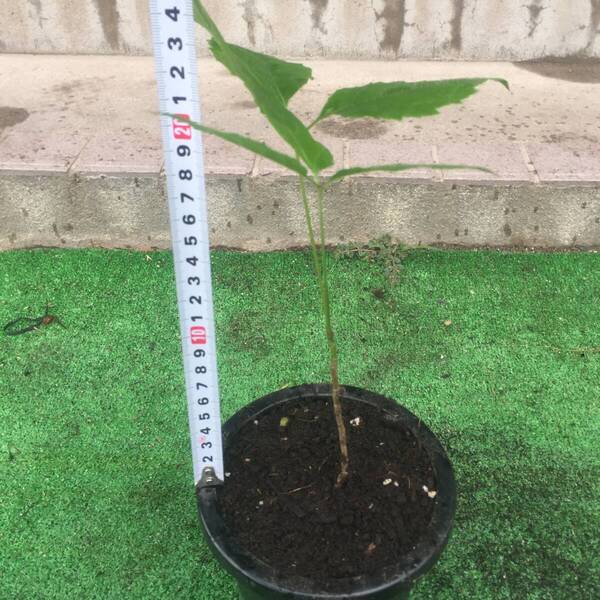 コシアブラ苗木30本 山菜