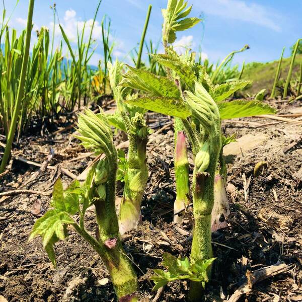 山形県産ウド塩漬け800g