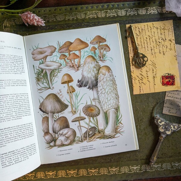 まるで博物学者の秘蔵図譜♪幻想的なきのこ・藻類の美しい世界 植物図鑑 古書洋書