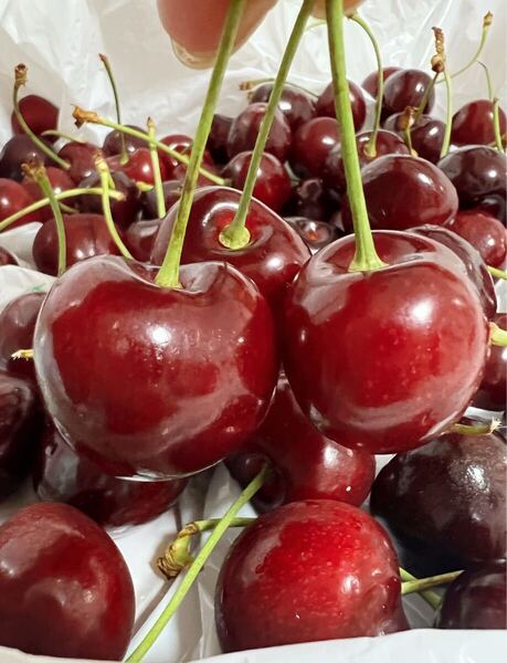 10r大粒アメリカンチェリー500g 母の日 父の日 中元 家庭用 数量限定 ポスト投函 車厘子 美國櫻桃 さくらんぼ