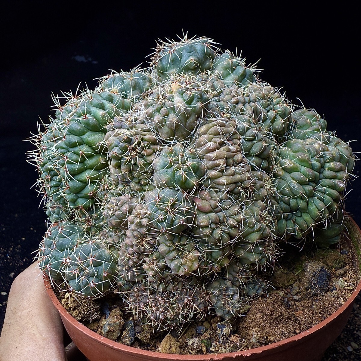 08 綴化　緋花玉　鉢付　Gymnocalycium baldianum Gymnocalycium baldianum ( 緋花玉 ) | ギムノ フォト プロムナード