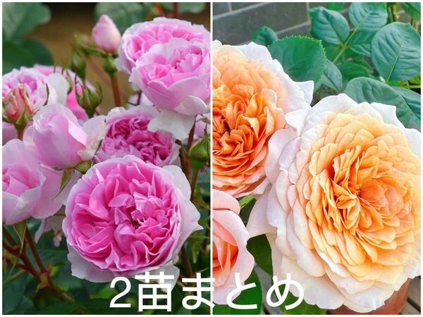 強香、四季咲き、うどん粉、黒星病強い、タイプ0初心者向きパート◯◯とピンク花タイプ0、ピク◯ーバラ挿し木苗2苗まとめ出品