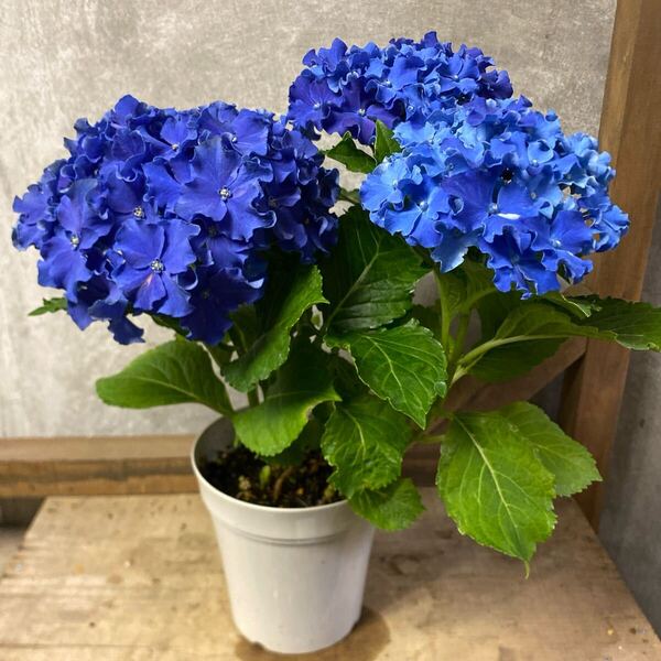 紫陽花 アジサイ ハイドランジア カーリースパークル
