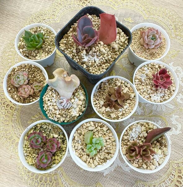 特選レア苗★多肉植物・小苗セット♪C