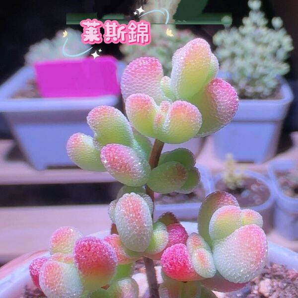 ネコポスで発送 多肉植物 ドロサンテマ キラキラ 莱斯錦 抜き苗 1株 5cm鉢