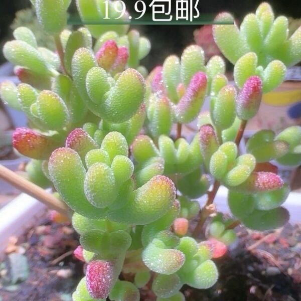 ネコポスで発送 レア 多肉植物 ドロサンテマ キラキラ 莱斯錦 抜き苗 1株 5cm鉢