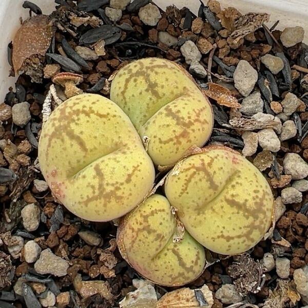 ネコポスで発送 多肉植物 コノフィツム マウガニー×ウィッテベルゲンセ 4頭 抜き苗