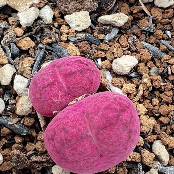ネコポスで発送 多肉植物 コノフィツム マウガニー×ウィッテベルゲンセ 抜き苗 2頭