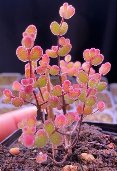 ネコポスで発送 多肉植物 ドロサンテマ キラキラ レインボーキャンディーボール 抜き苗 1株
