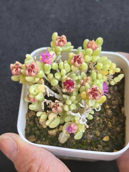 ネコポスで発送 多肉植物 キラキラ ドロサンテマム ルビー錦 抜き苗 1株 5cm鉢