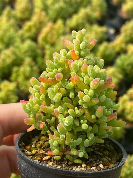 ネコポスで発送 多肉植物 ドロサンテマム キラキラ 蜜橘 抜き苗 1株
