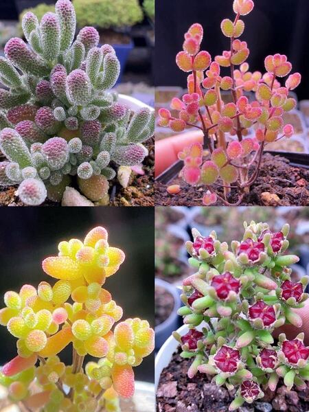 ネコポスで発送 多肉植物 ドロサンテマム キラキラ 4点セット カット12本