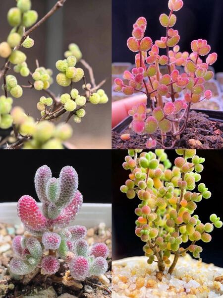 ネコポスで発送 多肉植物 ドロサンテマム キラキラ 4点セット カット12本