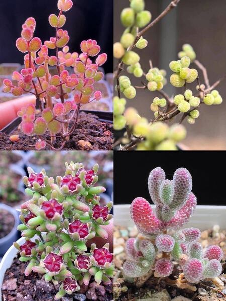 ネコポス便で発送多肉植物 ドロサンテマム キラキラ 4点セット カット12本