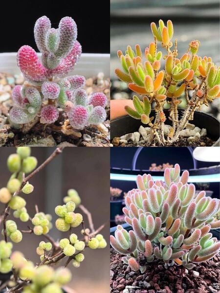 ネコポスで発送 多肉植物 ドロサンテマム キラキラ 4点セット カット12本