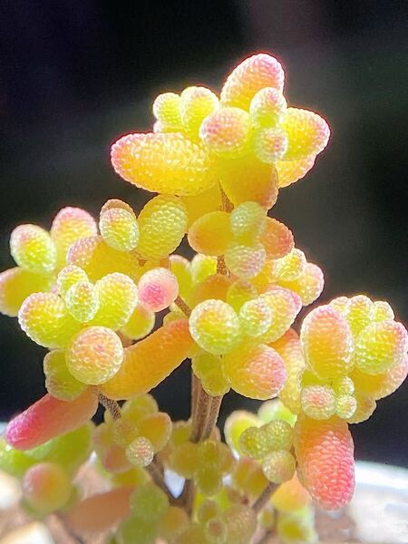 ネコポスで発送 実生苗 多肉植物 ドロサンテマム キラキラ 金橘 小苗 抜き苗 1株