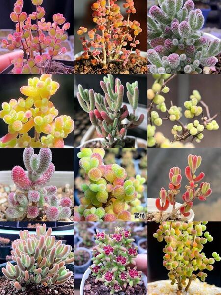 コレクション 多肉植物 ドロサンテマム キラキラ 12品種 カット36本