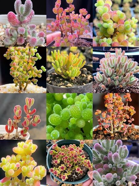 コレクション 多肉植物 ドロサンテマム キラキラ 12品種 カット36本